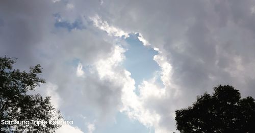 Low angle view of trees against sky