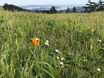 Close-up of poppy flowers growing in field