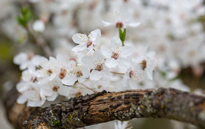 Close-up of white cherry blossom tree