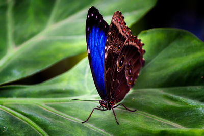 Close-up of butterfly perching on leaf