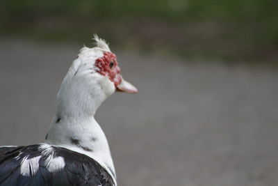 Close-up of a bird