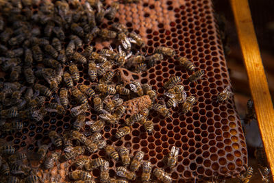 Close-up of bee on field