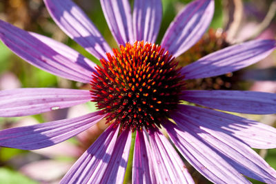 Close-up of purple flower