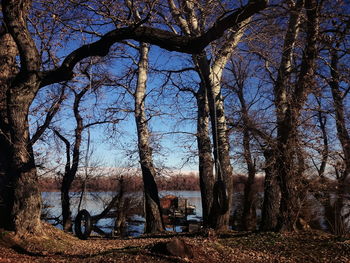 Bare trees on field against sky