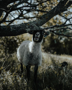 Portrait of an animal on field