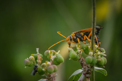 Close-up of insect on flower