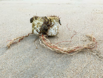 Close-up of crab on sand