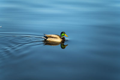 A male mallard reflected in a lake with blue water