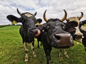 Portrait of cows standing on field