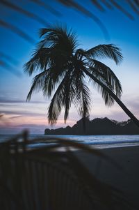 Palm tree by sea against sky at sunset