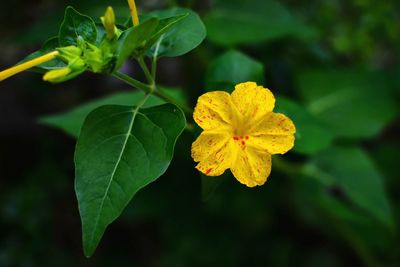 Close-up of yellow flowering plant