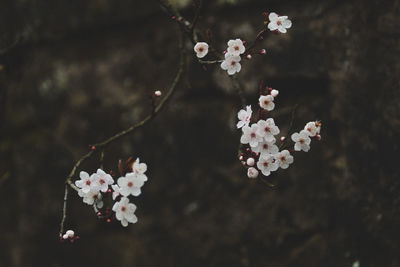 Close-up of white cherry blossom branch