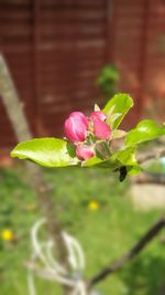 Close-up of pink flowering plant