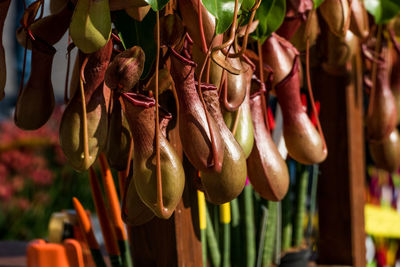Close-up of pitcher flowers at market