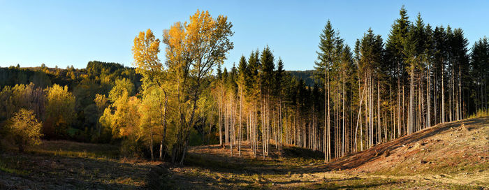 Trees in forest against sky