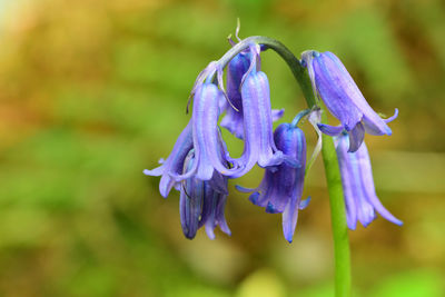 Close-up of purple flowering plant