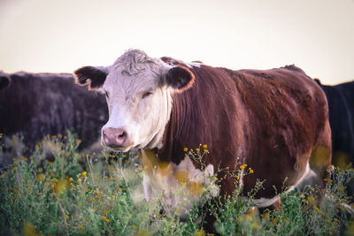Close-up of cow standing on field against clear sky