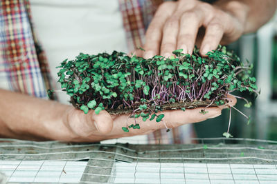 Cropped image of man holding plant