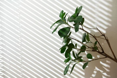 Green ficus leaves turned towards the sun agains a white wall with diagonal shadow cast by blinds.