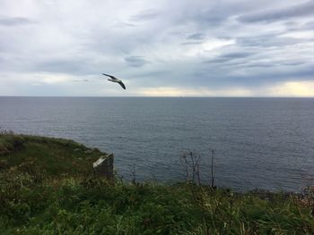 Bird flying over sea against sky