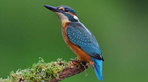 Close-up of bird perching on a tree