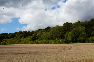 Trees on field against sky