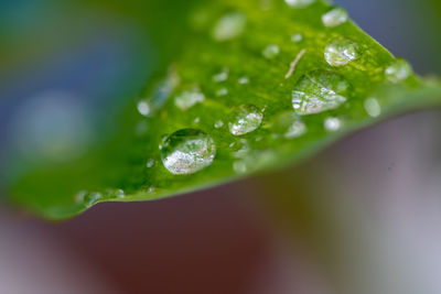 Close-up of water drops on leaves