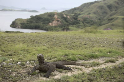 Komodo dragon on field