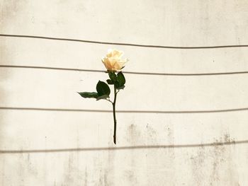 Close-up of white rose on wall