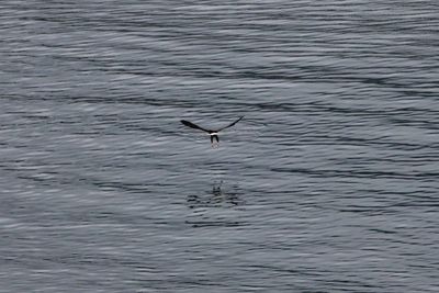 Bird swimming in water