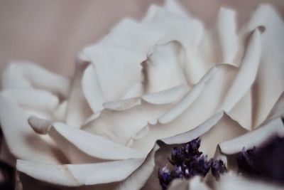 Close-up of rose bouquet