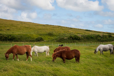 Horses on field against sky