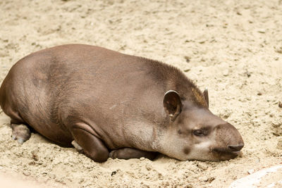 Close-up of a sleeping resting on sand