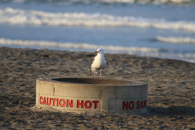 Seagull perching on concrete pipe with text at beach