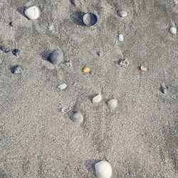 High angle view of shells on sand