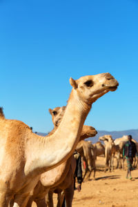 Horses in a desert