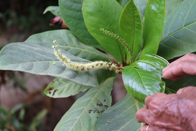 Close-up of hand holding plant