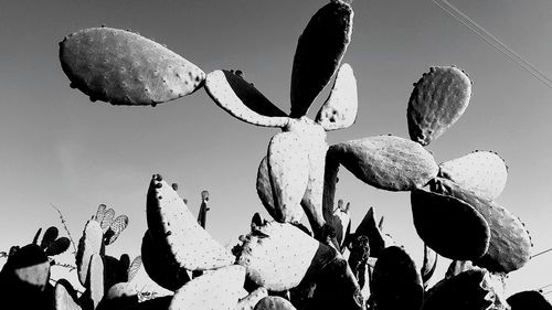 Low angle view of prickly pear cactus against sky