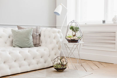 Potted plant on table at home