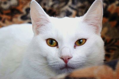 Close-up portrait of cat