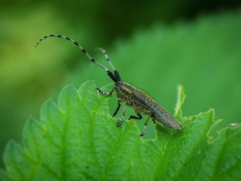 Close-up of insect on leaf