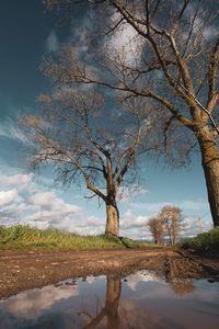 Bare tree on landscape against sky