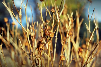 Close-up of wilted plant on field