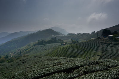 Scenic view of tea field against sky