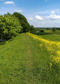 Scenic view of grassy field against sky