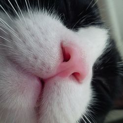 Close-up of cat
