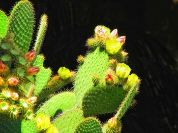 Close-up of cactus