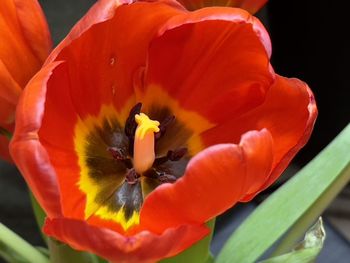 Close-up of red flower