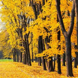 Yellow flowers on tree trunk during autumn