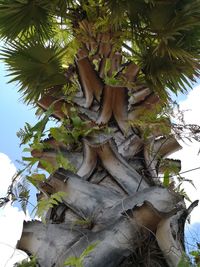 Low angle view of tree against plants